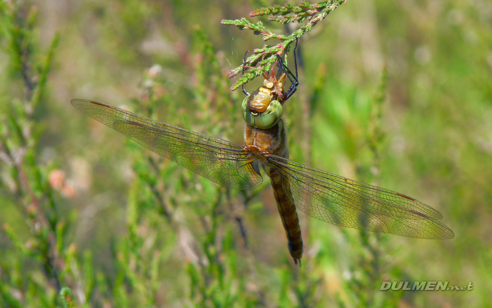 Green-eyed Hawker (Male, Aeshna isoceles)